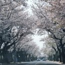 위미분식 네이버블로그