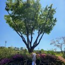 아리아 | 더크로스비 CC 경기도 이천 골프장 살롯 아리아 라운딩 후기