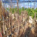 천국나무농원 이미지