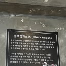 검은꽃소 이미지