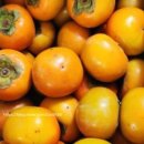 철따라과일 - 창원시 진해구 안골로 339 | 부유단감 태추단감 5kg 10kg 산지직송 가을철 과일 종류 산지직송 후기