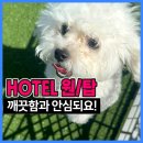개편한세상 | 송도애견호텔TOP 1,깨끗함+안심까지 책임지는 개편한세상(ft.인천애견호텔)