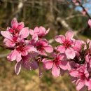 머리염색 고은빛 | [임신 29주-30주] 임신부 무료체험키트 신청, 임산부 염색, 백일해 접종, 튼살 크림 & 오일