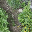 업동이네 이미지