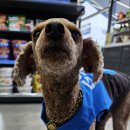 지에스25(GS25)보령분수광장점 이미지