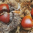 백제종계장 이미지