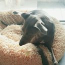 오 마이 리틀베이비 이미지