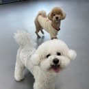 리츠펫 강남세곡점 이미지