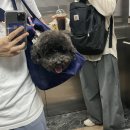 아르르(Arr) 이미지