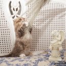 탑클래스 퍼피 이미지