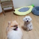 천사 펫하우스 이미지