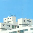 부산) 하단 꼬마대통령 늦은후기