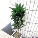 드라세나 콤팩타 Dracaena Fragrans 'janet Craig Compacta' 이미지