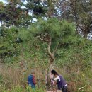 황금소나무 이미지