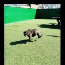 컴투펫 위탁보호센터 서울점 네이버블로그