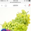 씨 없는 청포도 3 kg 9,900원 이미지