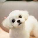 애견미용실 바비펫 이미지