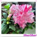 아젤리아 이미지