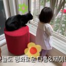 다홍 스포츠조선