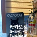 캣데이 | 화이트데이선물 초콜릿 cacaocat 카카오캣