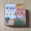 다이소 캣그라스 귀리 키우기! 캣그라스 캣닢 차이, 고양이 실제 반응 후기