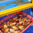 씨유 수암신선점 | 수암회수산시장 맛집 강원수산에서 회 떠서 2층 초장집에서 먹은 솔직 후기