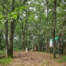 여주-0954 네이버블로그