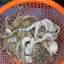 오이도 전통수산시장 알쭈꾸미 맛집 | 연화상회 쭈꾸미 샤브샤브 내돈내산