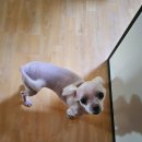 두산이네 애견샵 이미지