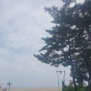 다문목장 Daum카페