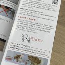 푸코펫 | 독톡 배변판 내돈내산 실제 리뷰 : 6살 8kg 푸들 푸코의 독톡 배변판 체험기💛