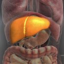 내 몸의 시한폭탄! 지방간(肝)의 경고 [생로병사의 비밀] 이미지
