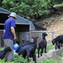 황룡뿌리(흑염소농장) 이미지