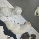 힙독 애견카페 이미지