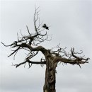 나무와새 이미지