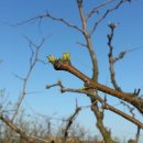 대추나무 이미지