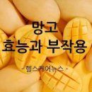 망고 부작용 망고 1개 칼로리 냉동 애플 등 이미지