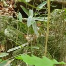 남산제 | 경남 합천 가야산국립공원 남산제일봉 초보 등산 후기 주차정보