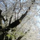 내고세천 이미지