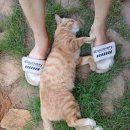 달봉이민박 이미지