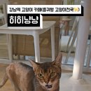 히히냥냥 이미지