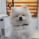 니나헤어 이미지