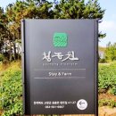 핑크몰리