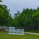 남양주 삼패공원 자작나무길 풍경 이미지