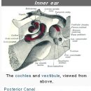 Vestibular Rehabilitation 어지러움증 완치하는 방법! 전정재활치료 이미지