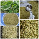 재래종청차조/쥐눈이콩/선비콩/토종 늦서리태/파란찰콩/메조/녹두/적두(빨간팥) 이미지