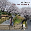 연암도서관 앞 | 진주 연암도서관 벚꽃, 연분홍 구름 아래 머물다