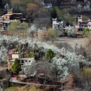 짱족의발전 이미지