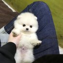 솜사탕 이미지