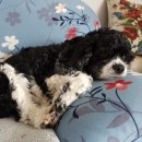 굿모닝펫미용 이미지